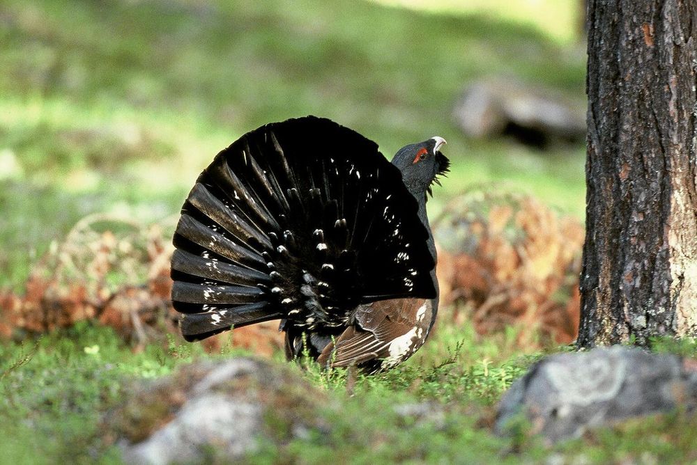 Tjädern sägs nu minska kraftigt i Sverige enligt ideella Tjäderkommittén Tjäderobservatörerna.