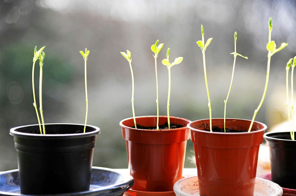 Små gröna plantor som växer i plastkrukor på en fönsterbräda