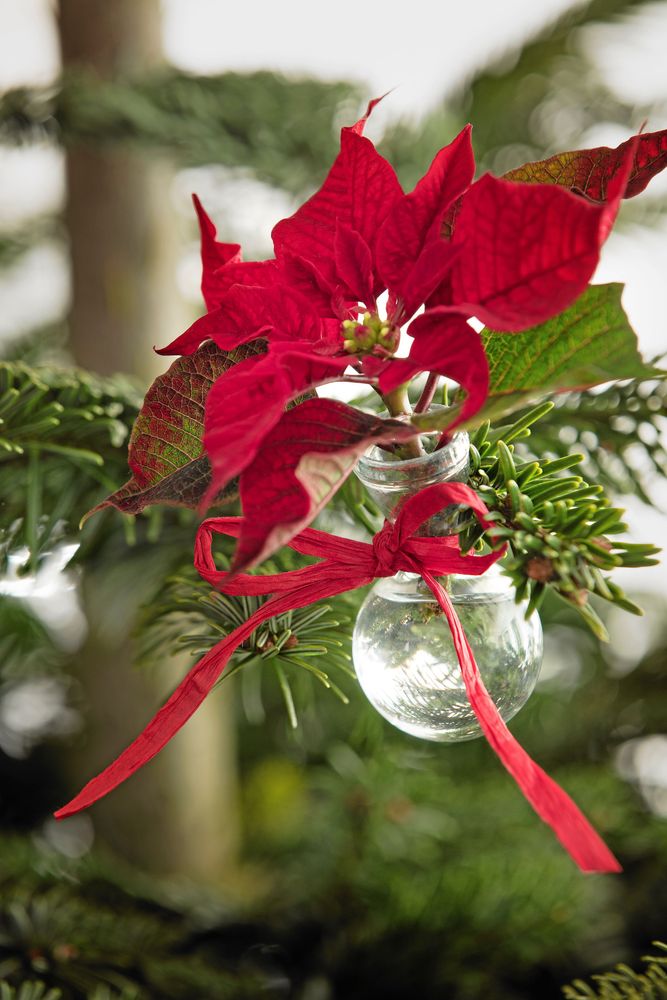 Julstjärnor i kulor i stället för julkulor i granen. Här har en klotrund vas knytits fast på grenen. Blomsterfrämjandet/Stars for Europe
