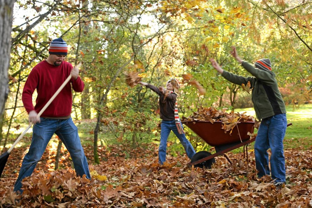 Städa lagom. Till att börja är löven alldeles för fina grejer för att kastas bort. Foto: Istock