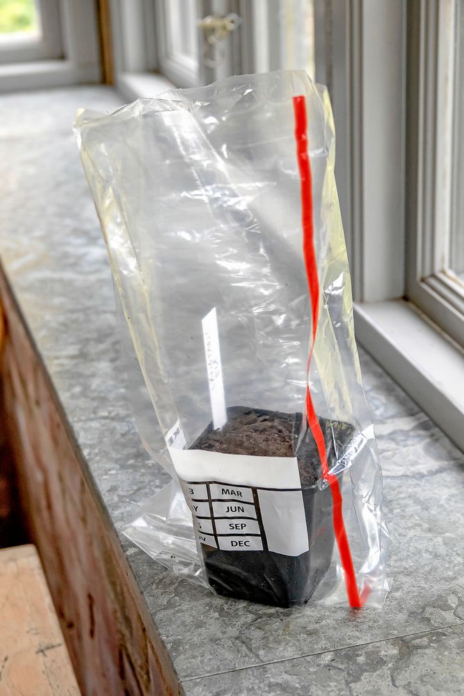 Såkruka med jord i öppen plastpåse, märkt med månader, vid ett fönster