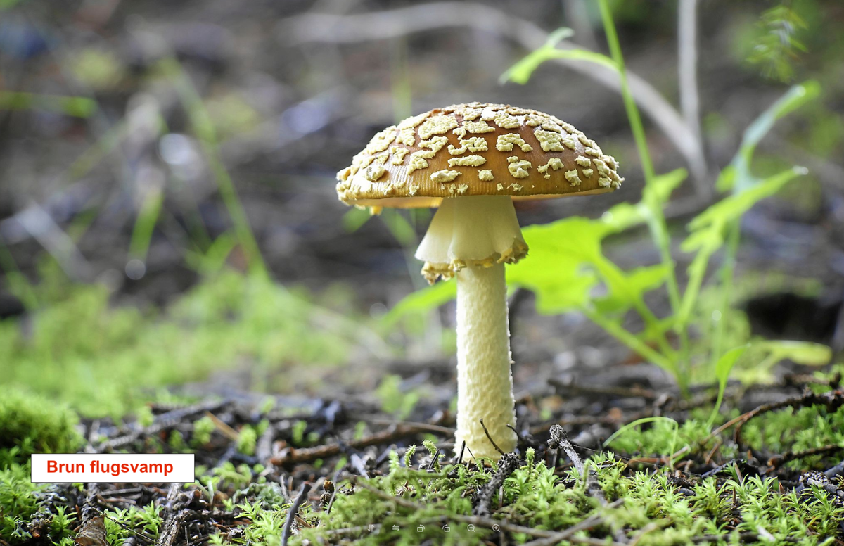 Brun flugsvamp med prickig hatt växer ensam i mossa i skogen