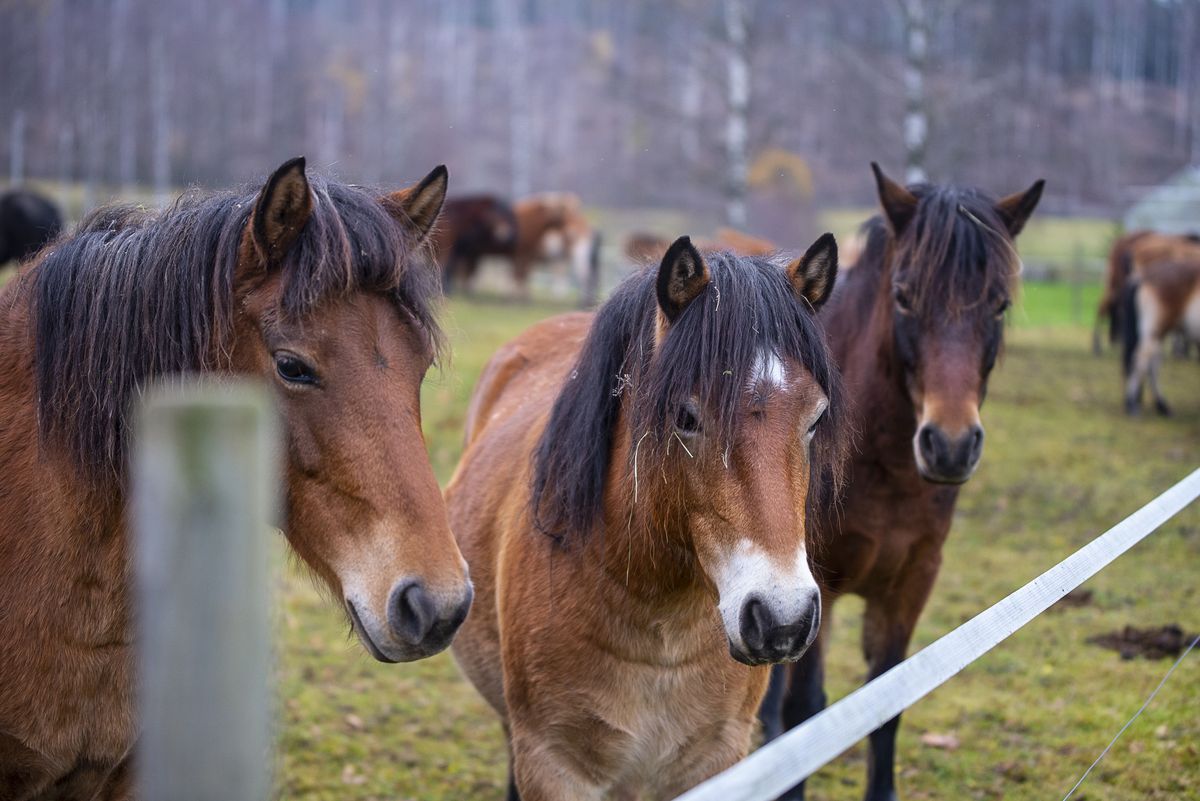 Bruna hästar samlade vid staketet i en lantlig hage