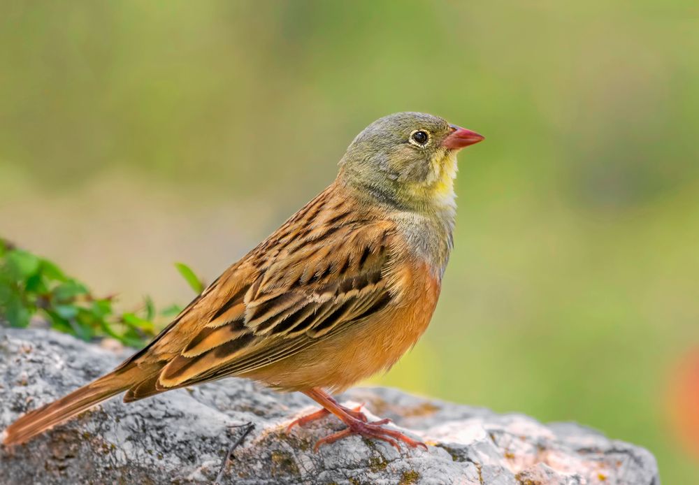 Ortolansparven var en gång vanlig på svensk landsbygd. Nu är den nästan utrotad.