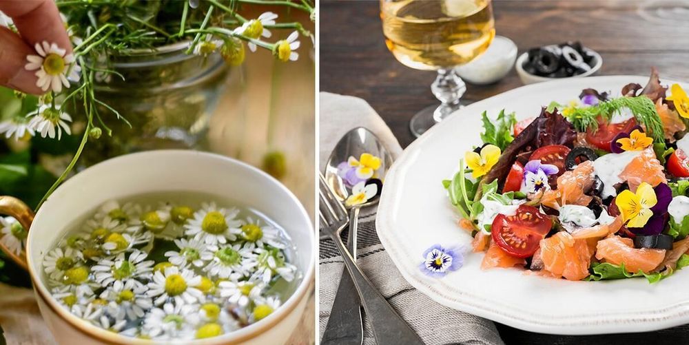Pensé, tusensköna och malva – här är 19 blommor du kan äta!
