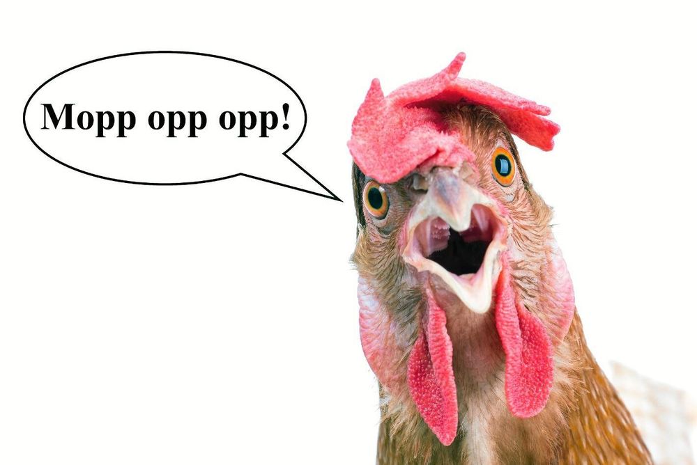 Höna som skriker med pratbubbla där det står ”Mopp opp opp!”