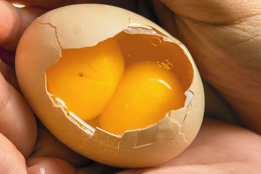 Två gulor i ett hönsägg.