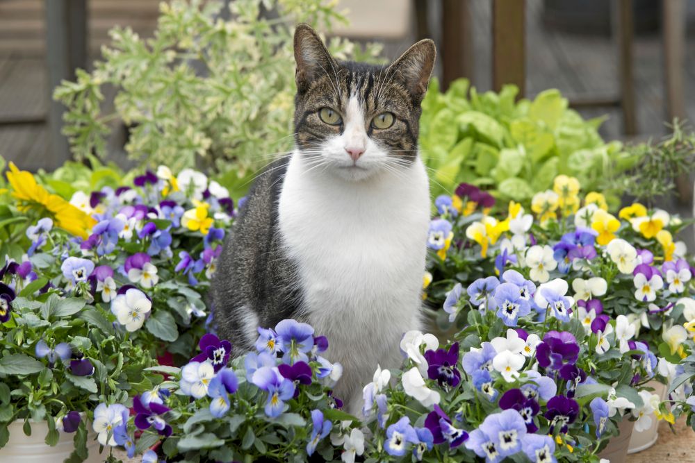 Slösa med blommorna. När penséer trivs kan du ha många.