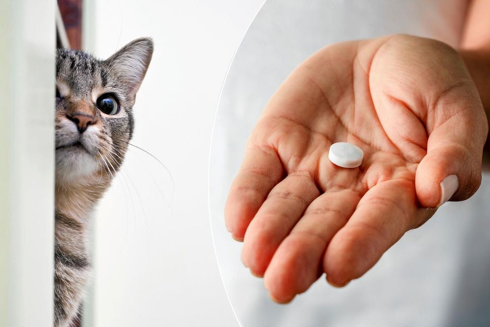 Bli inte ovänner över maskmedicinen. Det finns ett smart sätt.