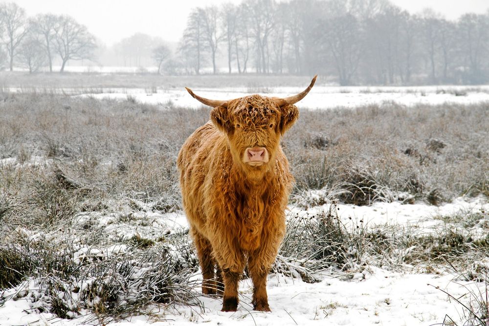 Lurvig rymling. En Highland cattleko har varit på rymmen i en och en halv månad i området kring Bro och Kungsängen.