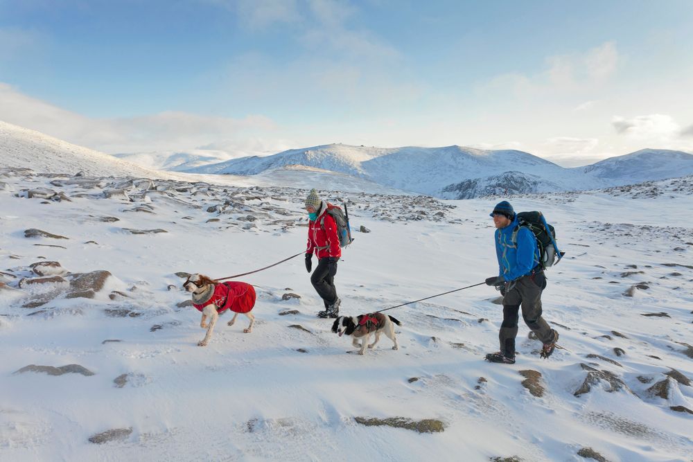 Två personer och två hundar vandrar i ett snöigt fjällandskap.