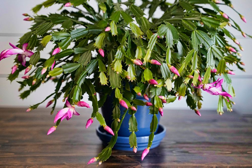 Novemberkaktus med friskt grön stam och utslagna blommor plus knoppar, i kruka på bord.