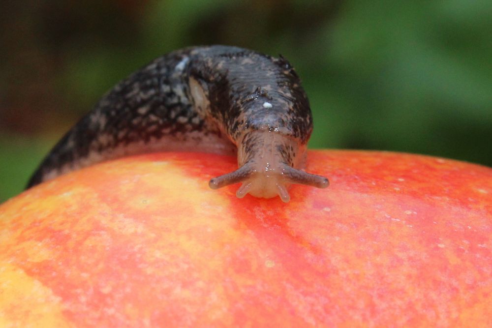 Det är nu det avgörs om det ska bli en snigelsommar eller inte. Här en snigel på ett äpple - det är inte alla som uppskattar deras existens....