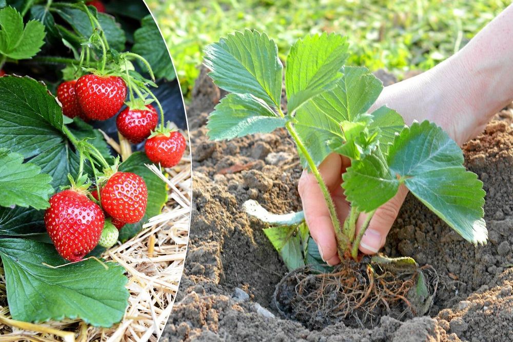 Juli och augusti är bästa tiden att grunda för nästa års jordgubbar.