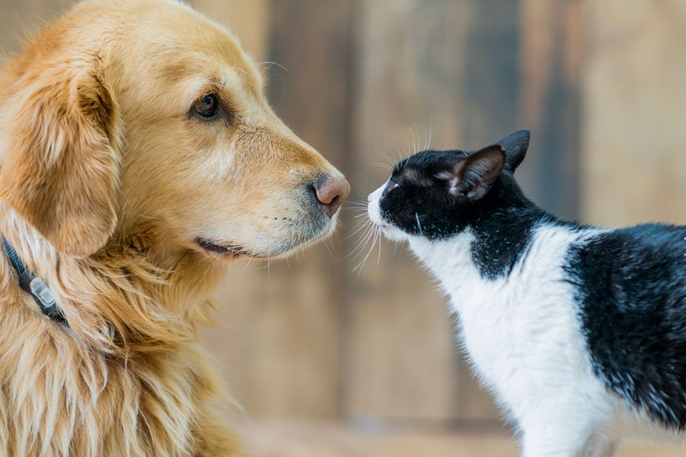 Hund och katt.