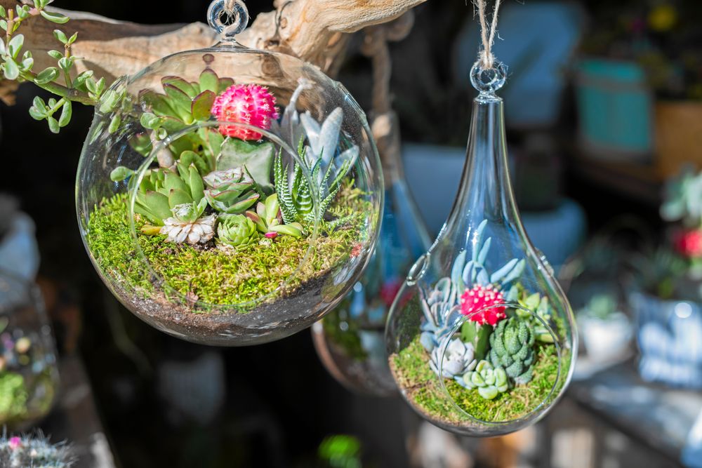 Små hängande glasbollar fulla med fetbladingar. Foto: Istock