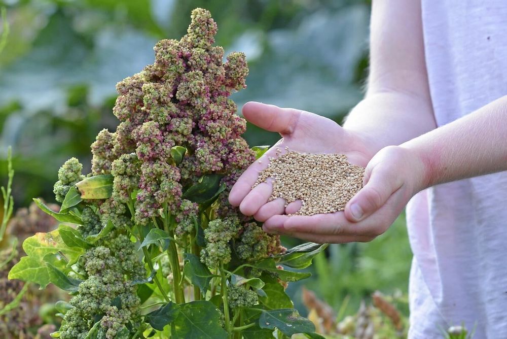 Odla egen quinoa. I år finns fröer att köpa.