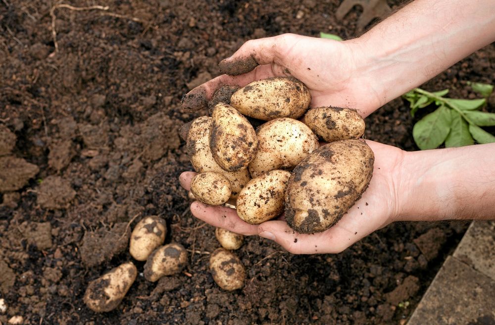 Nyplockad potatis en nutida lyx.