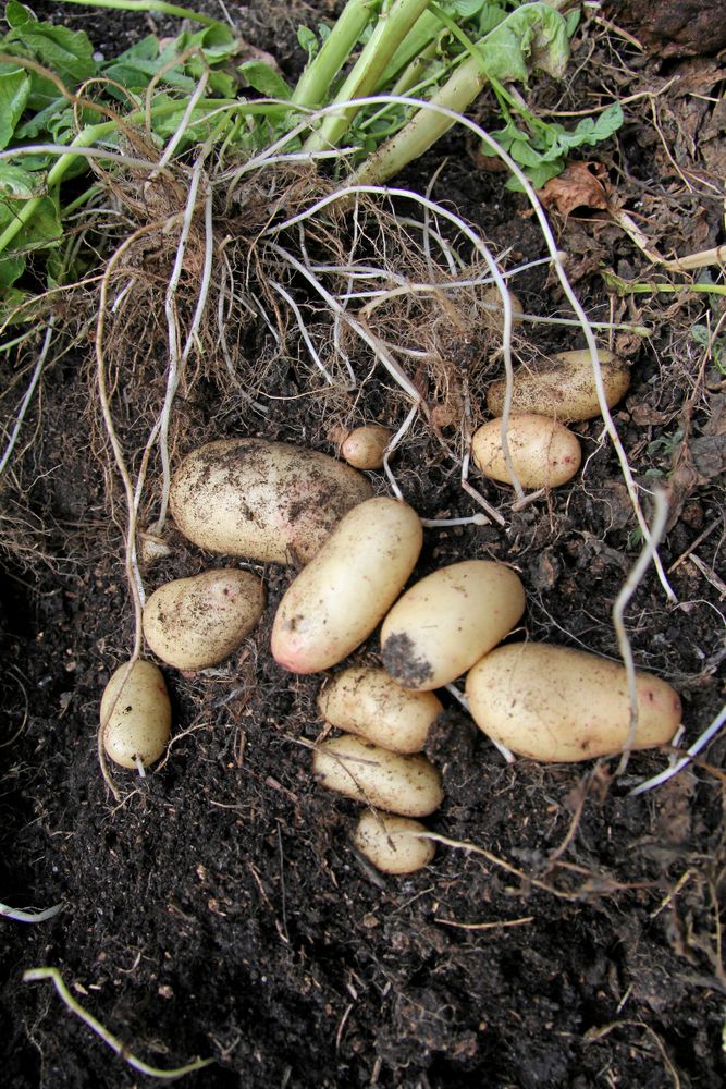 Potatis klarar sig på odlingsplatsen om jorden täcks med ett rejält lager halm.