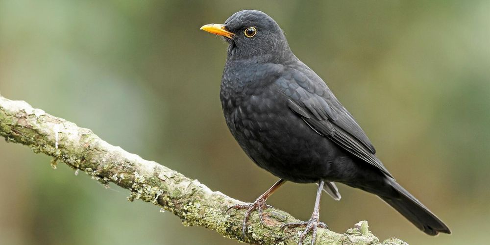 Koltrast i profil på gren, med mörk fjäderdräkt och tydlig gul näbb