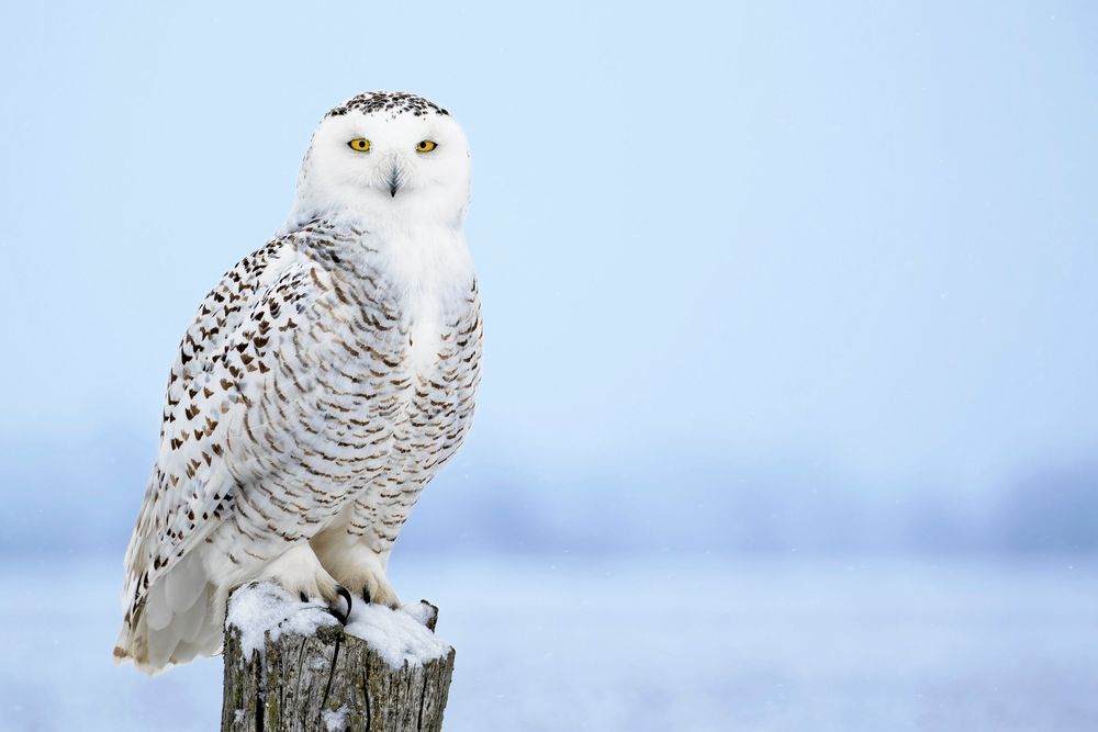 Fjälluggla blickar fram från en snötäckt stolpe mot ljus himmel