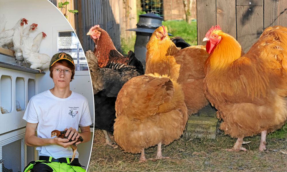 Teodor Wilsson ger råd om hönsval. De vita leghornhönsen värper bra medan flocken med orpington är lugna och barnvänliga.