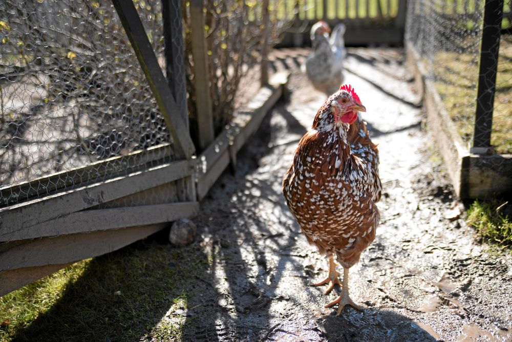Hönorna är av den svenska lantrasen skånska blommehöns. – Det är en bra ras på så sätt att de tål det svenska klimatet lite bättre. Sedan är de ju så vackra, säger Camilla. Foto: Pia Gyllin