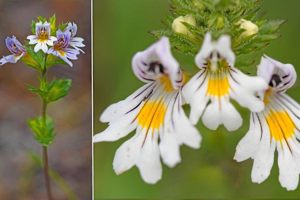 Ögontrösten lockar pollinerare med en "helikopterplatta" märkt i starkt gult.