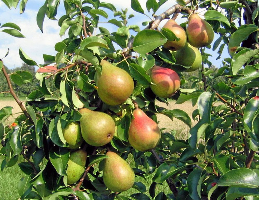’Carola’