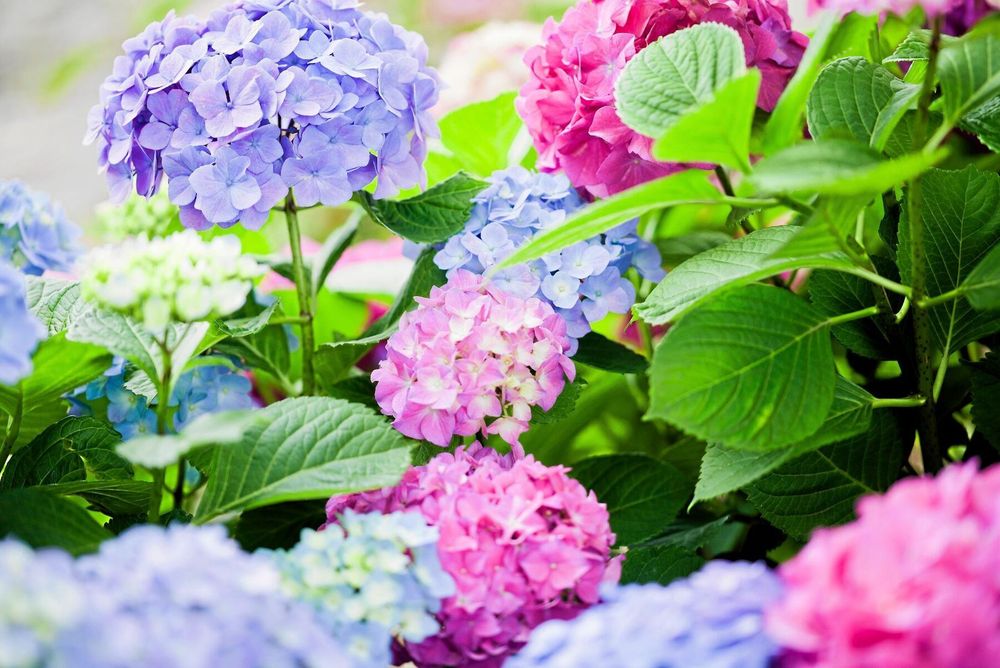 Blå och rosa hortensior.