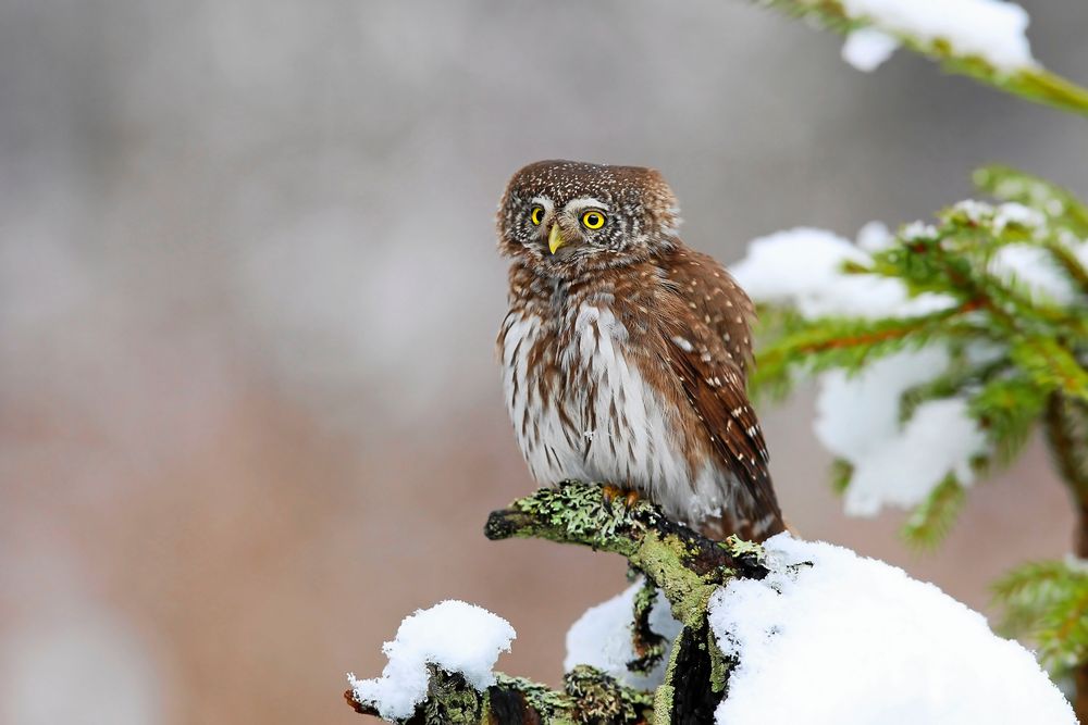 Liten sparvuggla sitter på snötäckt gren i vinterlandskap