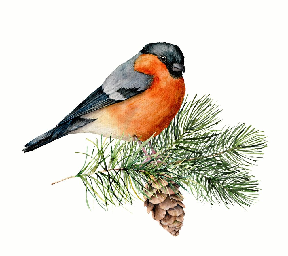 Ingen fågel har väl målats så mycket och prytt så många julkort som domherren!