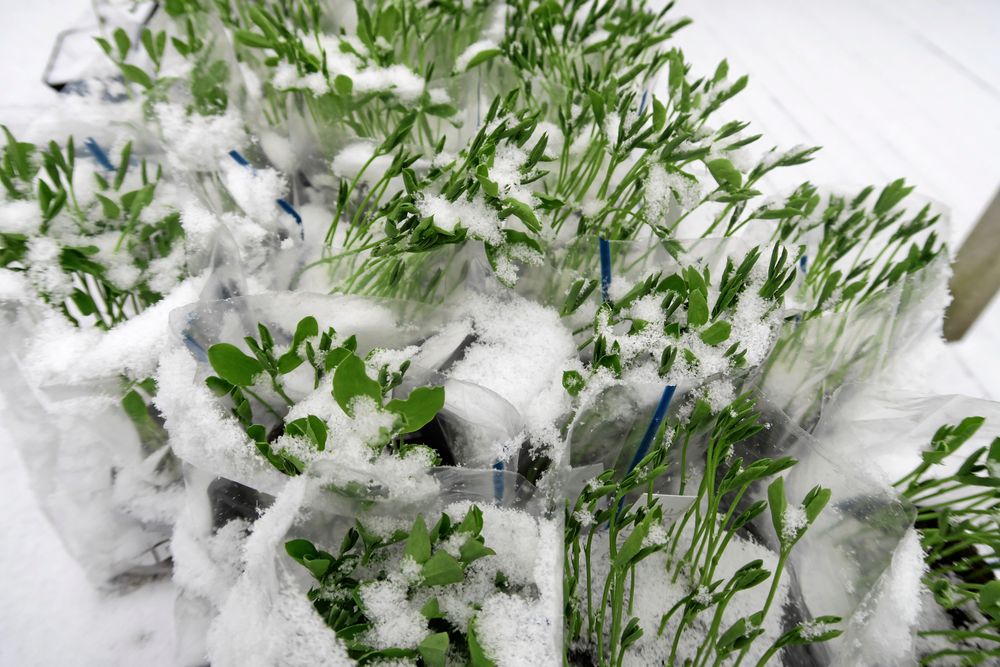 Gröna plantor i plastpåsar täckta av snö utomhus