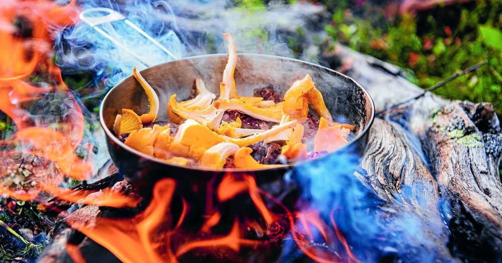 Matlagning över öppen eld: kantareller steks i panna vid lägerplats