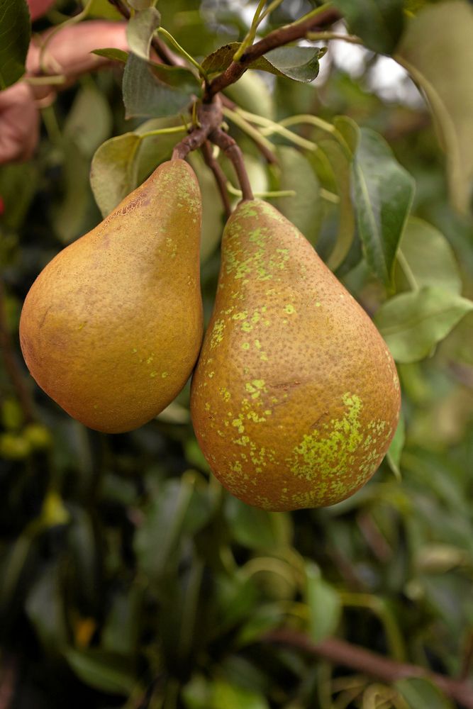’Ingeborg’