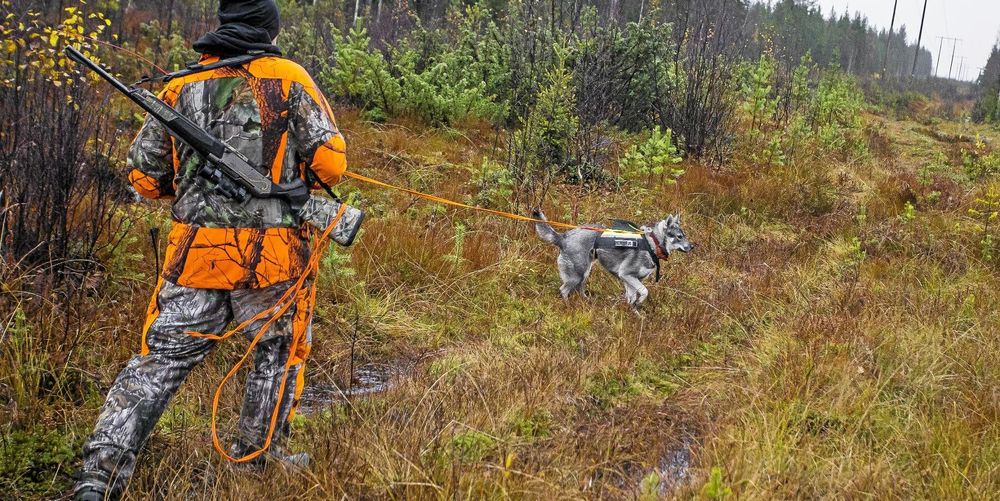 Vett & etikett! Det här gäller i skogen under jaktsäsongen