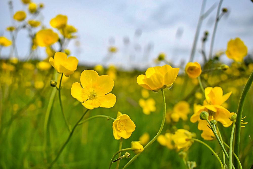 Glad, gul och generös. Man måste älska smörblomman.
