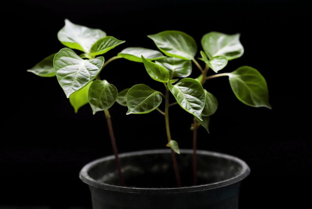 Chiliplantor vill börja tidigt och behöver mycket ljus. En bra tumregel är: Ju starkare chili, desto tidigare sådd.