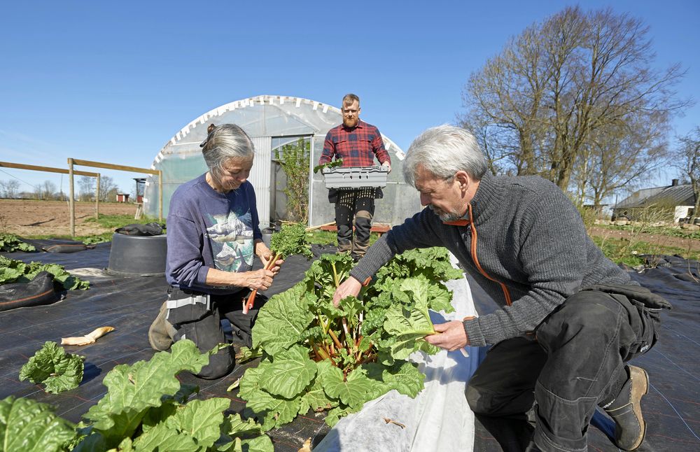 Svärföräldrarna Lena Vought och Sean Lacoursiére tillsammans med Johan Widing skördar glasrabarber som växt under svarta plasthinkar på täckodling.