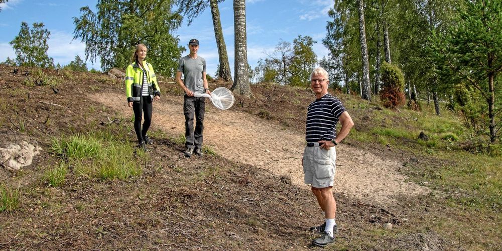 Åkerholmen har bränts för att gynna ängsvädd och skrapats för att sanden ska blottas så att bina kan gräva sina bon där. Tommy Karlsson inspekterar resultatet tillsammans med kommunekologen Marika Sjödin och markägaren Göran Lindvall.