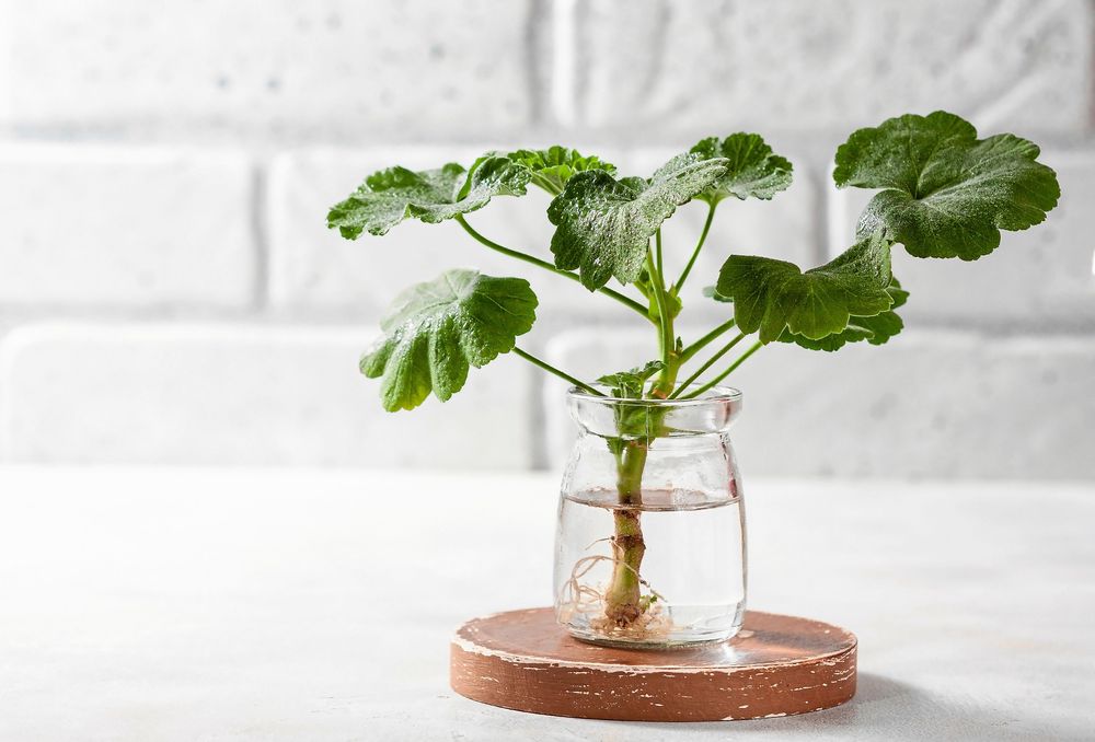Arvegods på tillväxt. Pelargonen är lätt att föröka.