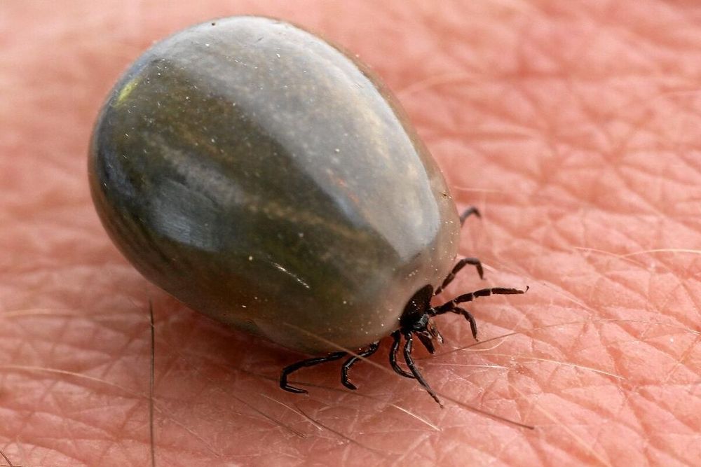 När fästingen är mätt på blod kräks den. Då kan blodparasiten babesia föras över och orsaka en malarialiknande sjukdom.