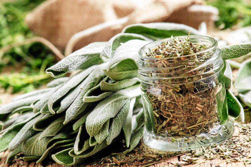 Färsk salvia och en burk med torkad.