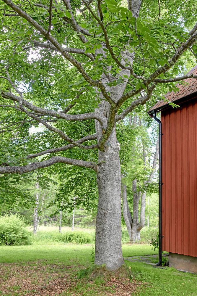 Stort lövträd intill röd timmerbyggnad på grön gräsmatta