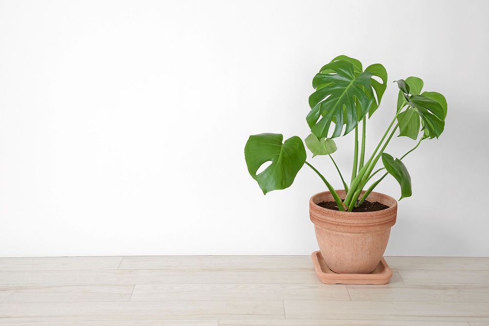 Monstera - funkar i alla rum och med alla stilar.