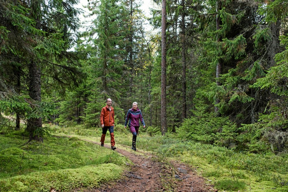 Johan och Maria använder självföryngring för en stor del av sina skogar, vilket ger ett naturligt utseende som passar ihop med skogsturis,.