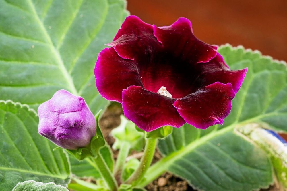 Söt också som knopp. Gloxinian blommar vackert.