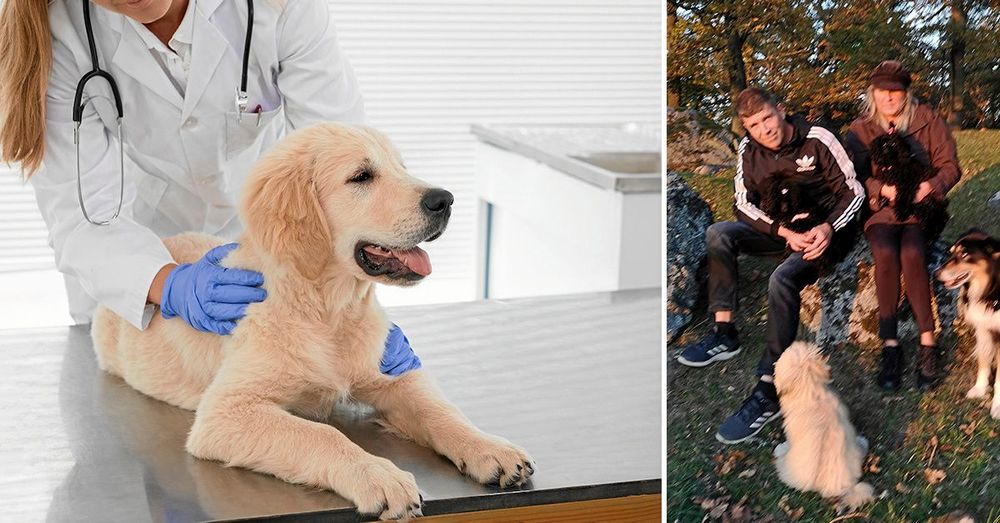 Veterinärvården i Sverige har kritiserats för att vara för dyr. Nu vill Robin Hoods djursjukhus ändra på det.