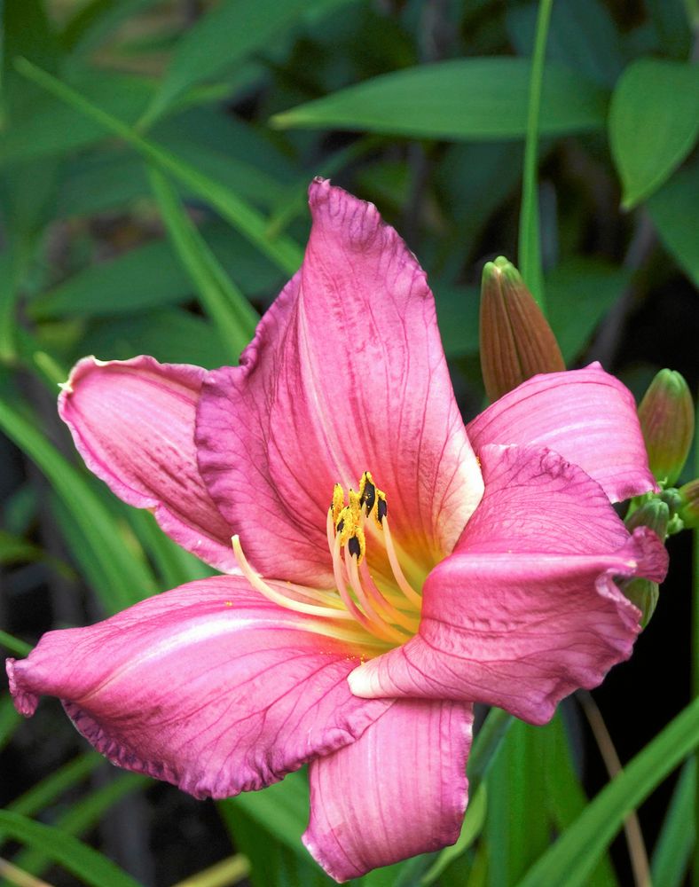 5) Daglilja, Hemerocallis, ’Summer Wine’ blommar i vinrött och har smala liljelika blad som är fina tidigt på våren. Blir 60 centimeter hög.