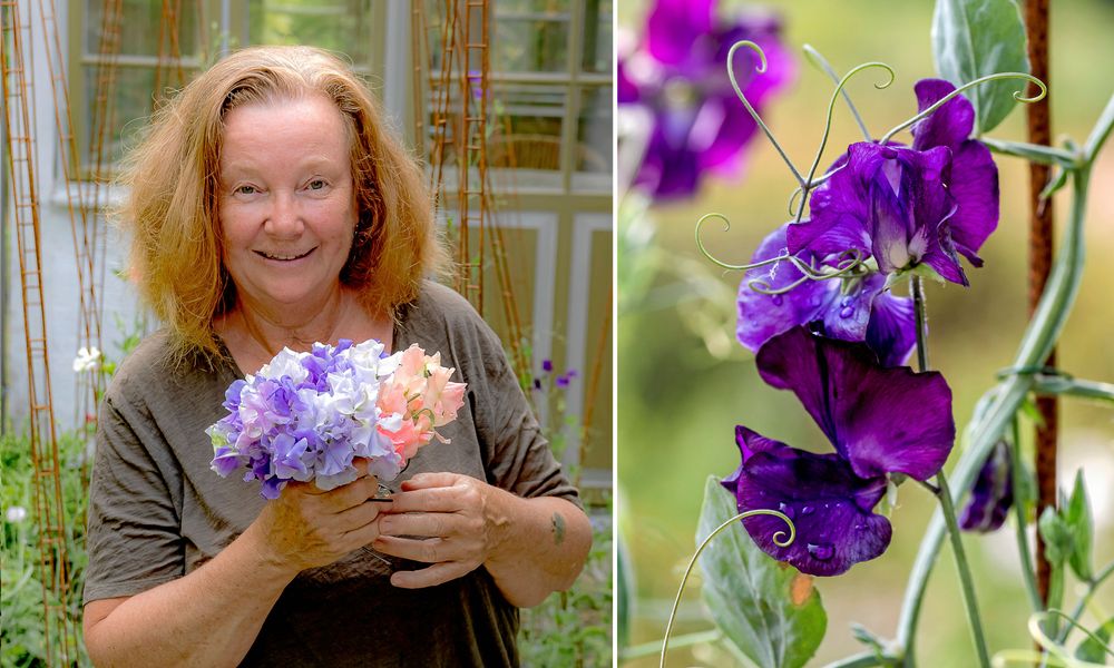 Leende kvinna håller en bukett luktärter bredvid närbild på lila luktärtsblommor